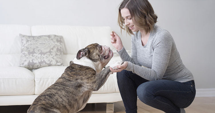 a dog shaking its owners hand for a treat