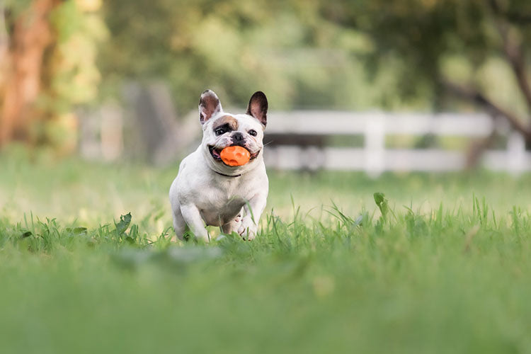 frenchie running with ball in mouth