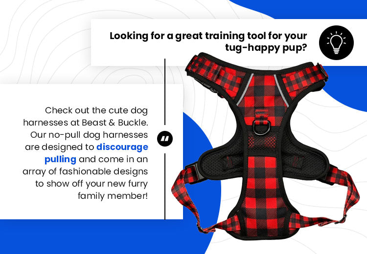 a harness training tool for a tugging dog
