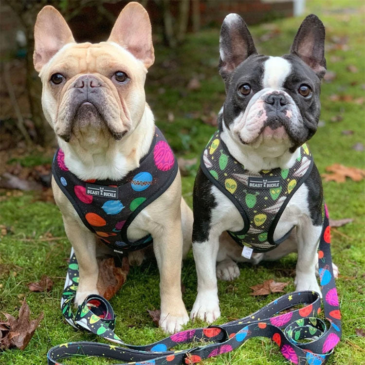 outer space reversible dog harness