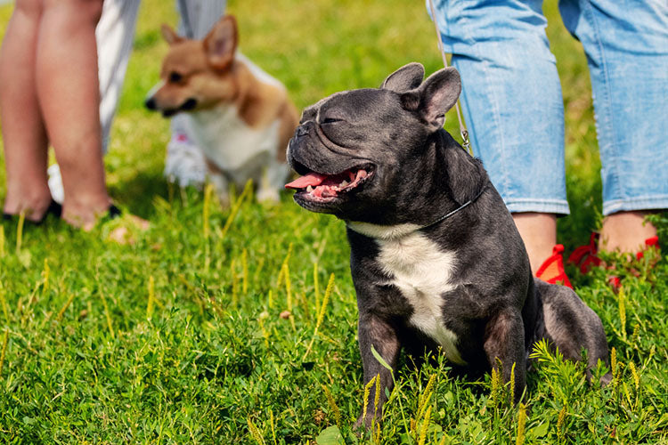 owners and dogs at park