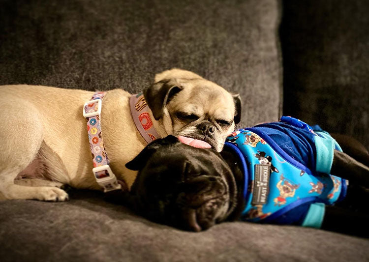 pair pugs sleep in harnesses