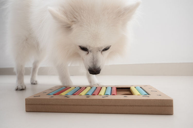 pomeranian using dog puzzle toy