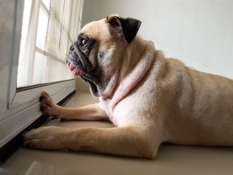 pug staring out home window