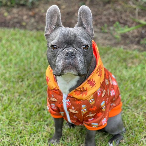 pumpkin spice dog hoodie