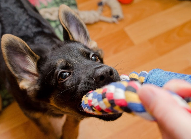 puppy chewing rope toy