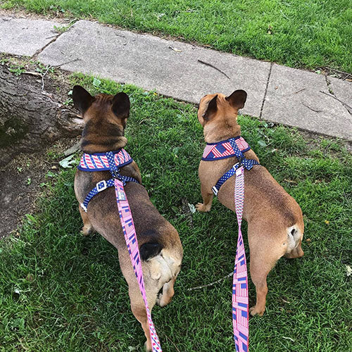 pair frenchies wear harnesses