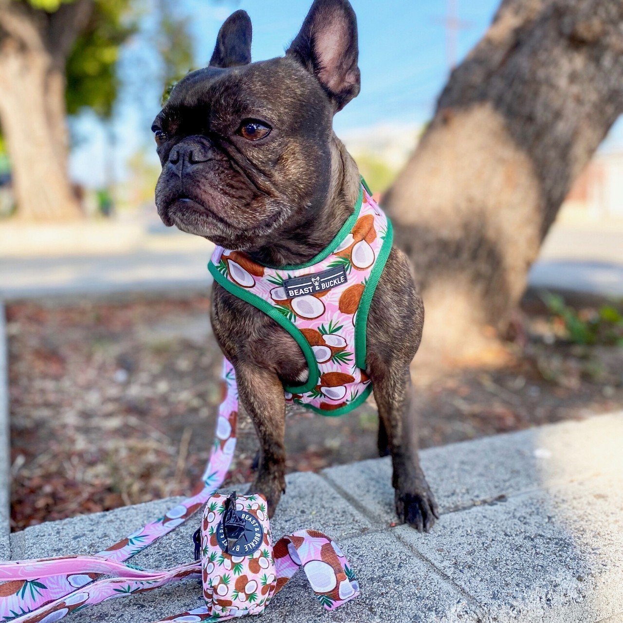 harness and leash set