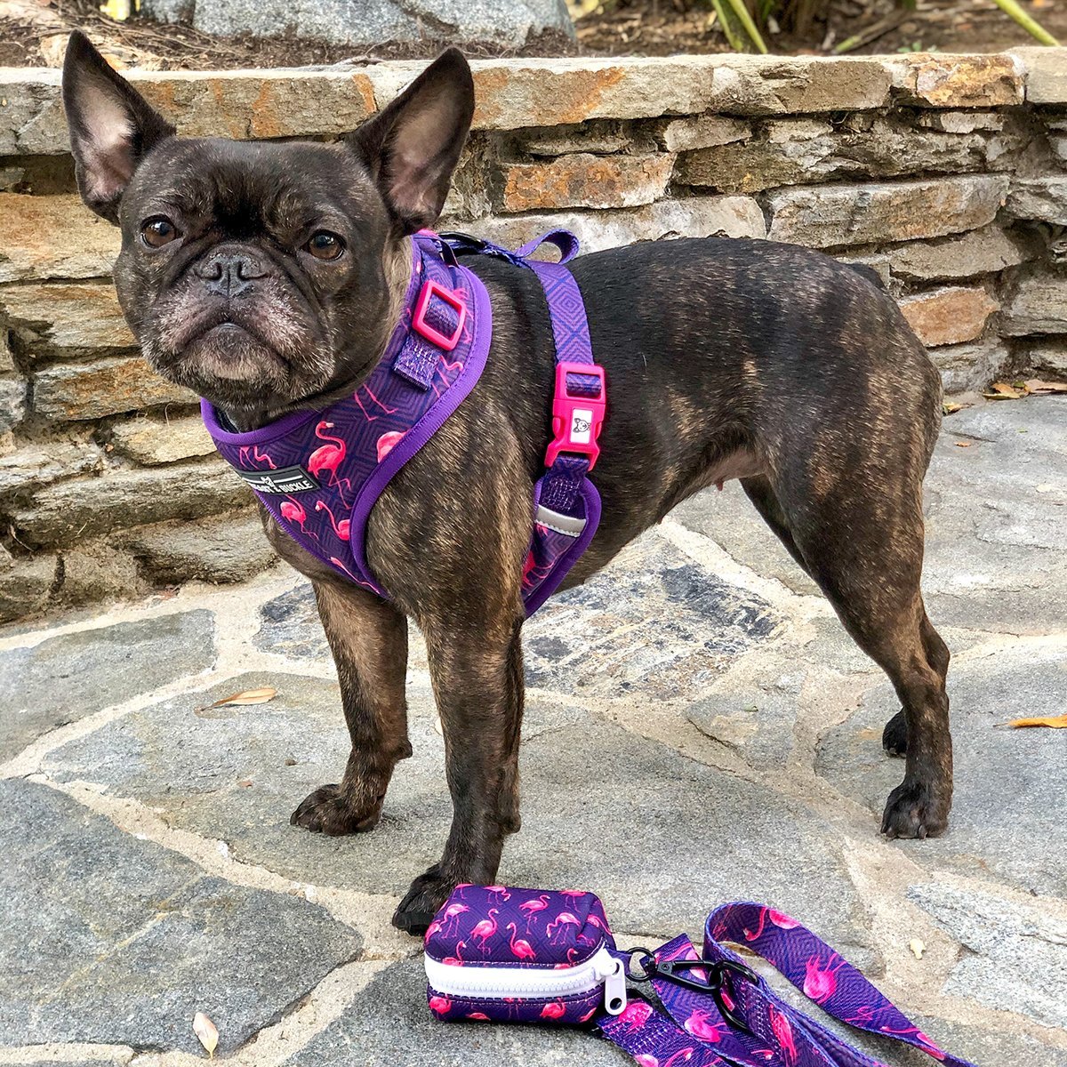 dog harness and leash set