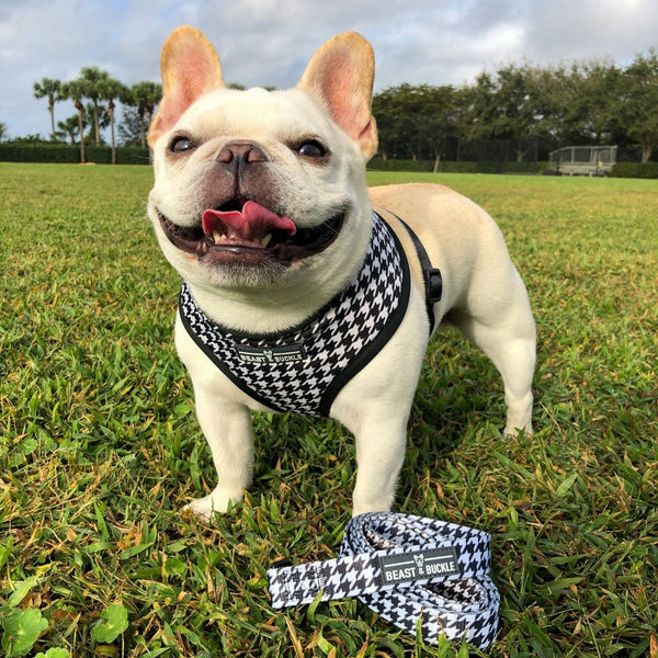 houndstooth dog harness