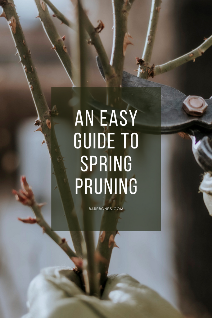 An Easy Guide to Spring Pruning