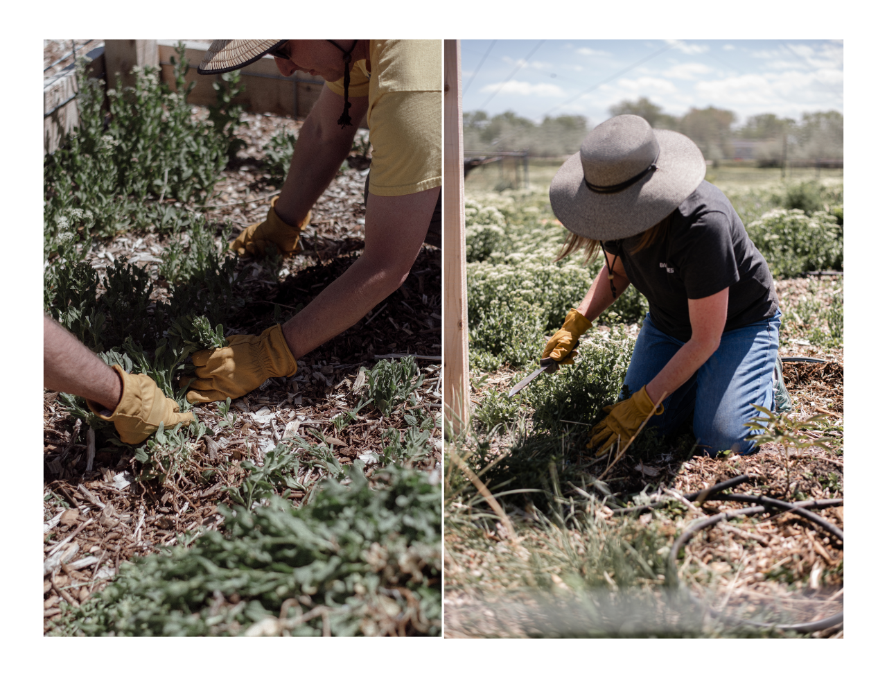 Barebones employee service day at the farm