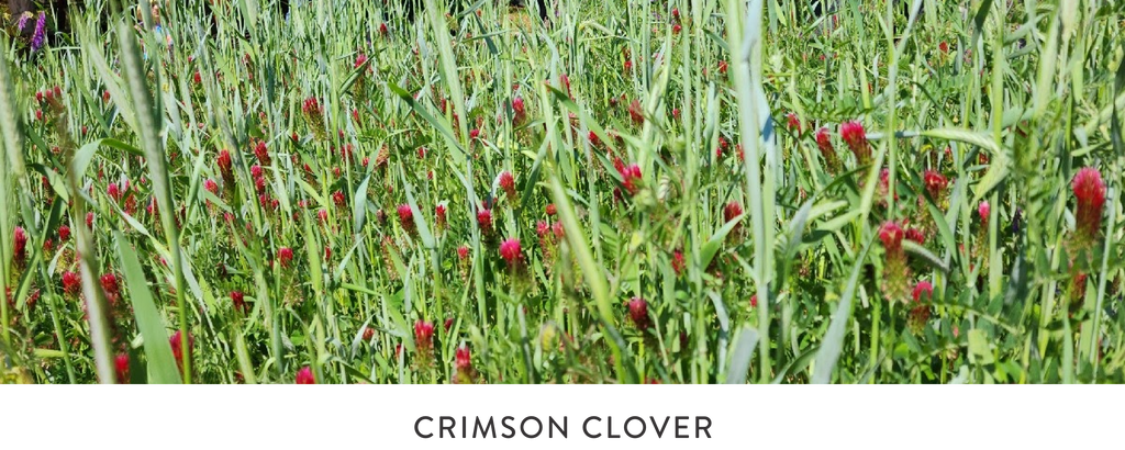 CRIMSON CLOVER