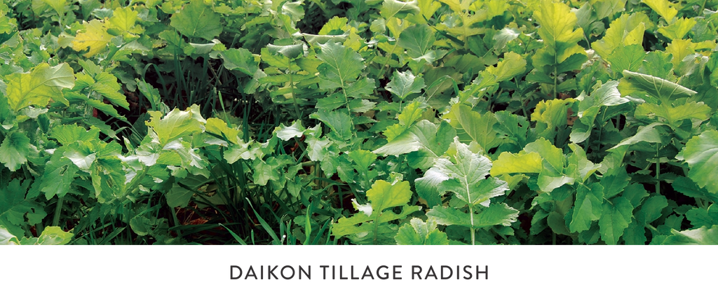 DAIKON TILLAGE RADISH