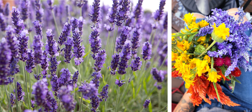 Lavender (Lavendula angustifolia)