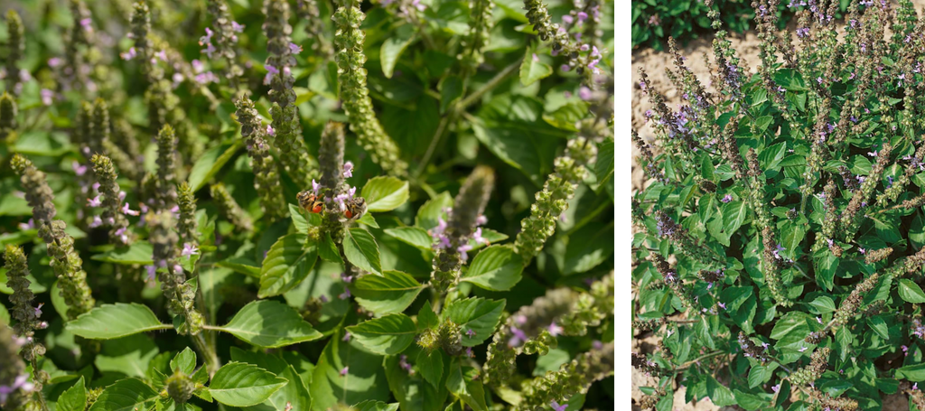 Holy Basil (Ocimum tenuiflorum)