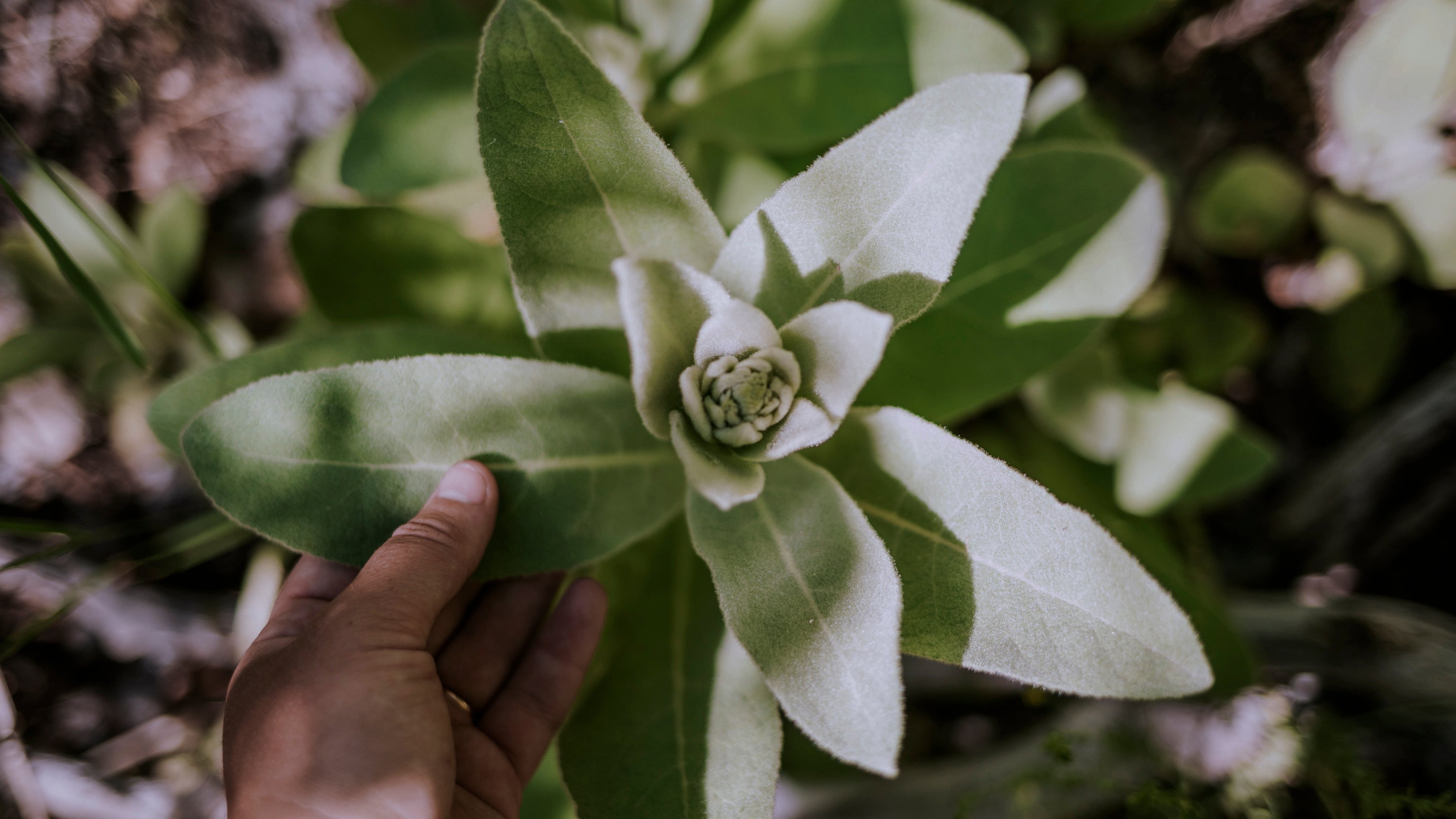 Mullein plant