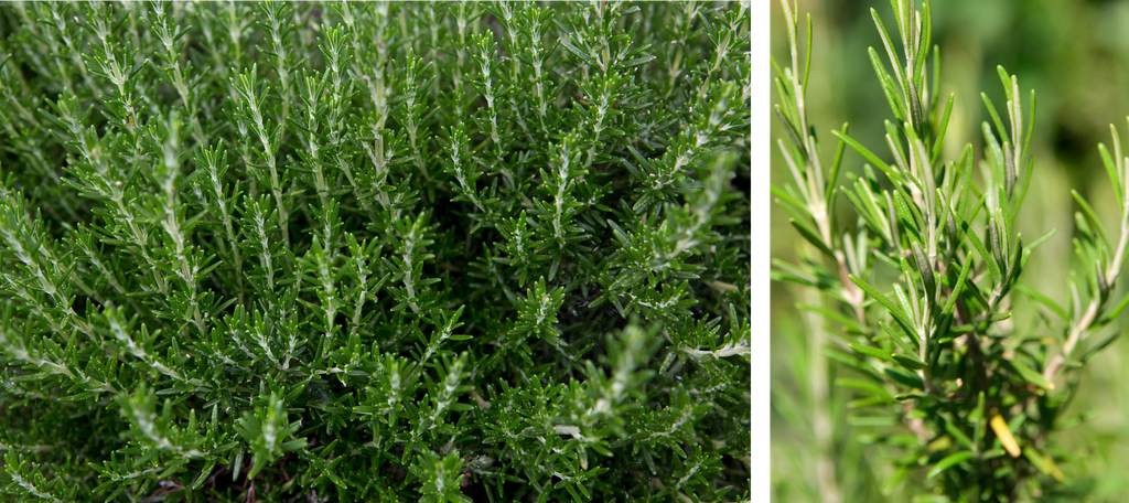 Rosemary (Rosemarinus officinalis)