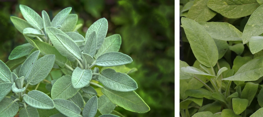 Sage (Salvia officinalis)