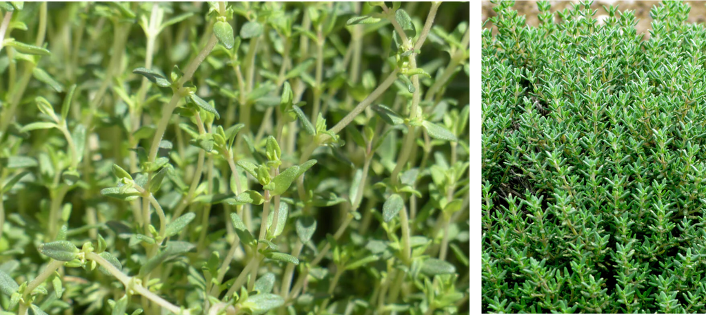 Thyme (Thymus vulgaris)