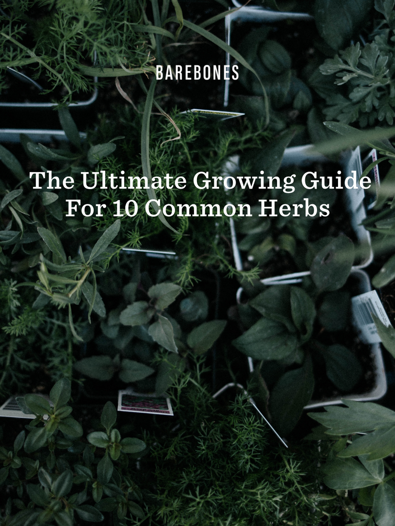 The Ultimate Growing Guide For 10 Common Herbs
