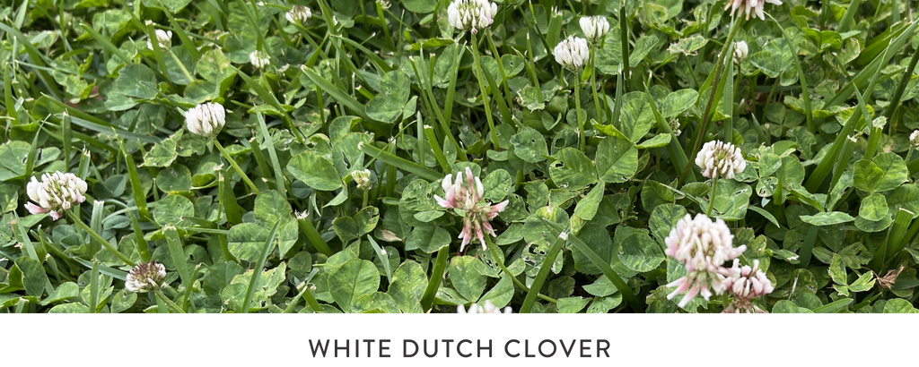 WHITE DUTCH CLOVER