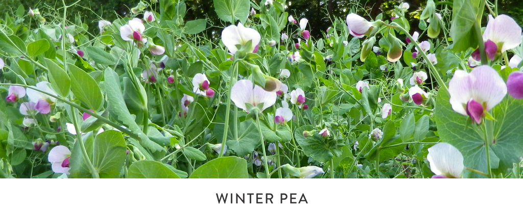 WINTER PEA