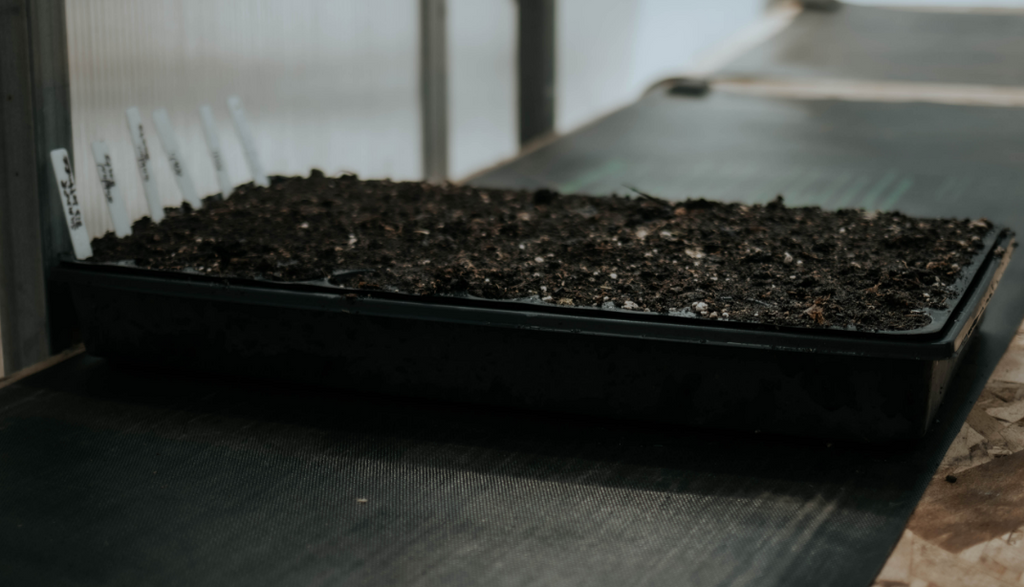 Place trays on a heating mat