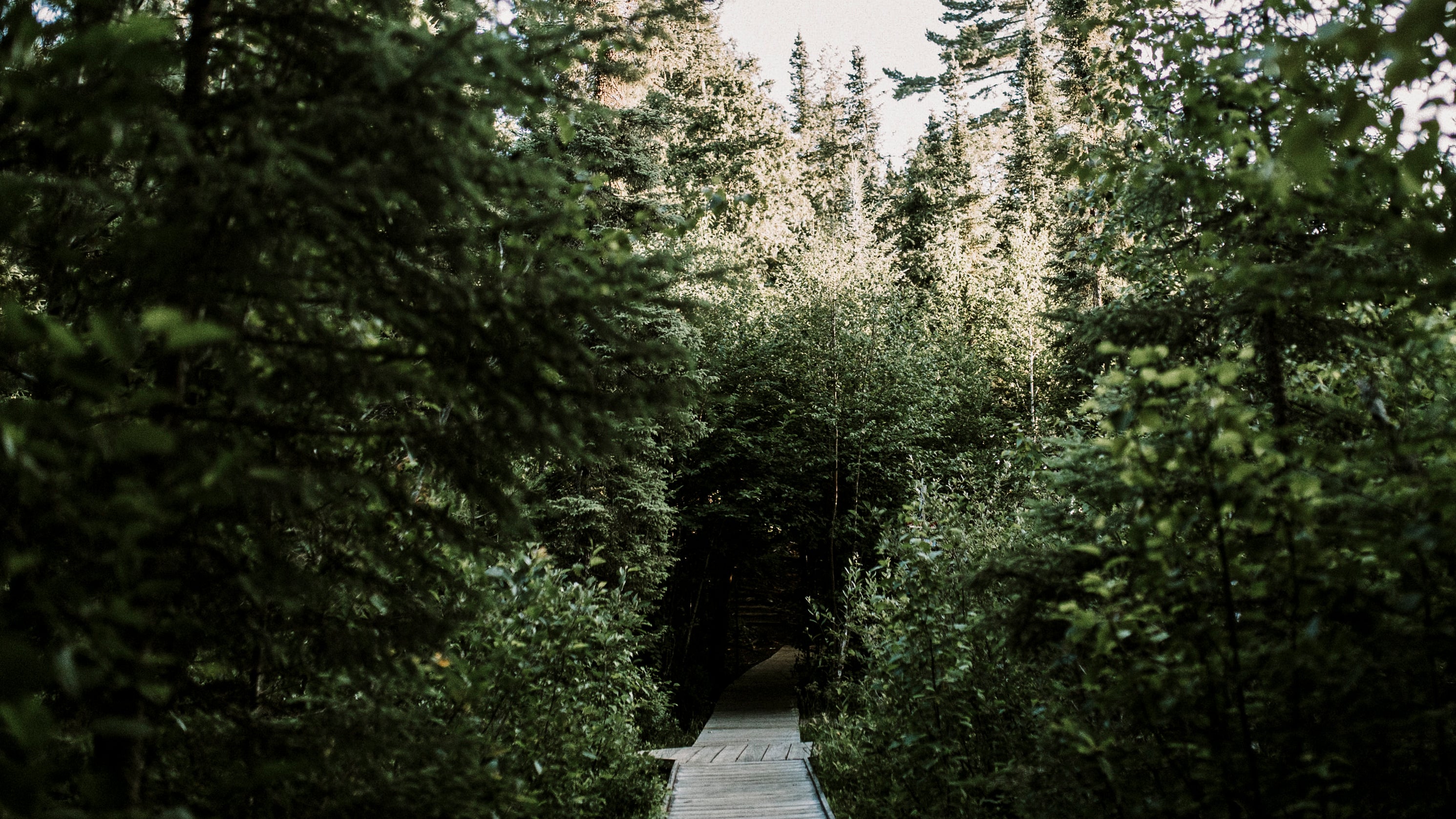 Wooden boardwalk path leading through a grove of trees and greenery