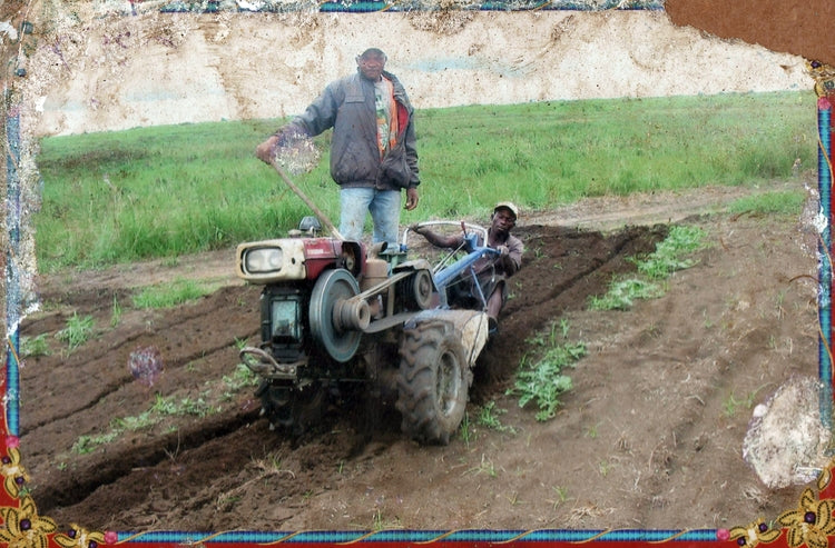Two men on a tractor on one of the early farms established in the DRC. 