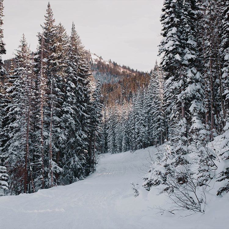 Winter Mountain Scene