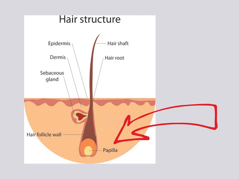 Hair structure is shown including epidermis, dermis, sebaceous gland hair follicle wall, hair shaft, hair root and papilla which is featured in this image