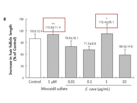 comparison chart showing Ecklonia cava increased hair follicle length by 112.4% compared to Minoxidil surface which increased hair follicle length by 110.9% compared to control group