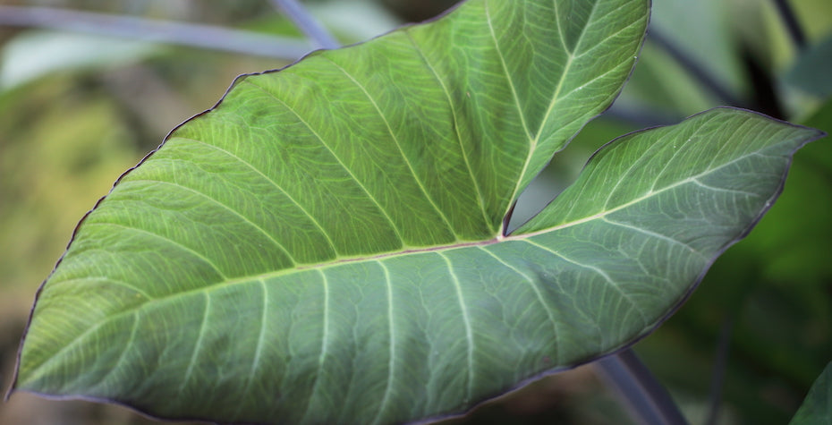 arrowhead plant syngonium podophyllum