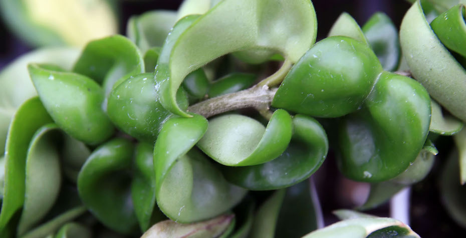 Hoya Carnosa Compacta Hindu Rope