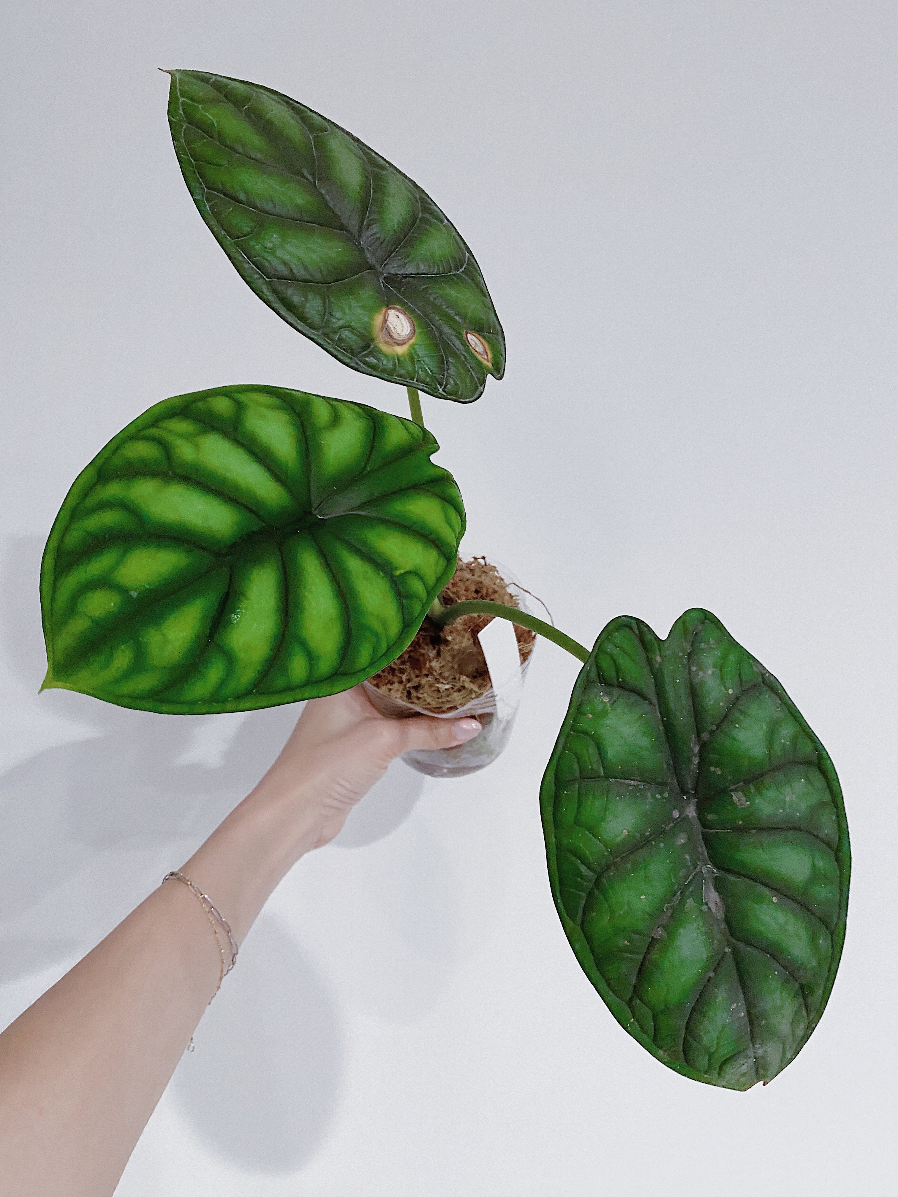 Alocasia Dragon Scale For Sale Near Me Usa Seller Rooted Hues