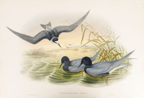Black Tern. (Hydrochelidon nigra