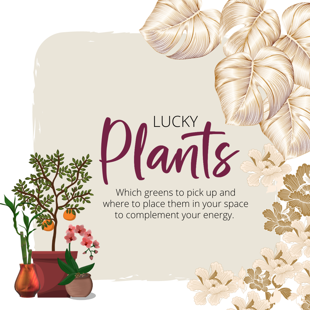 lucky plants