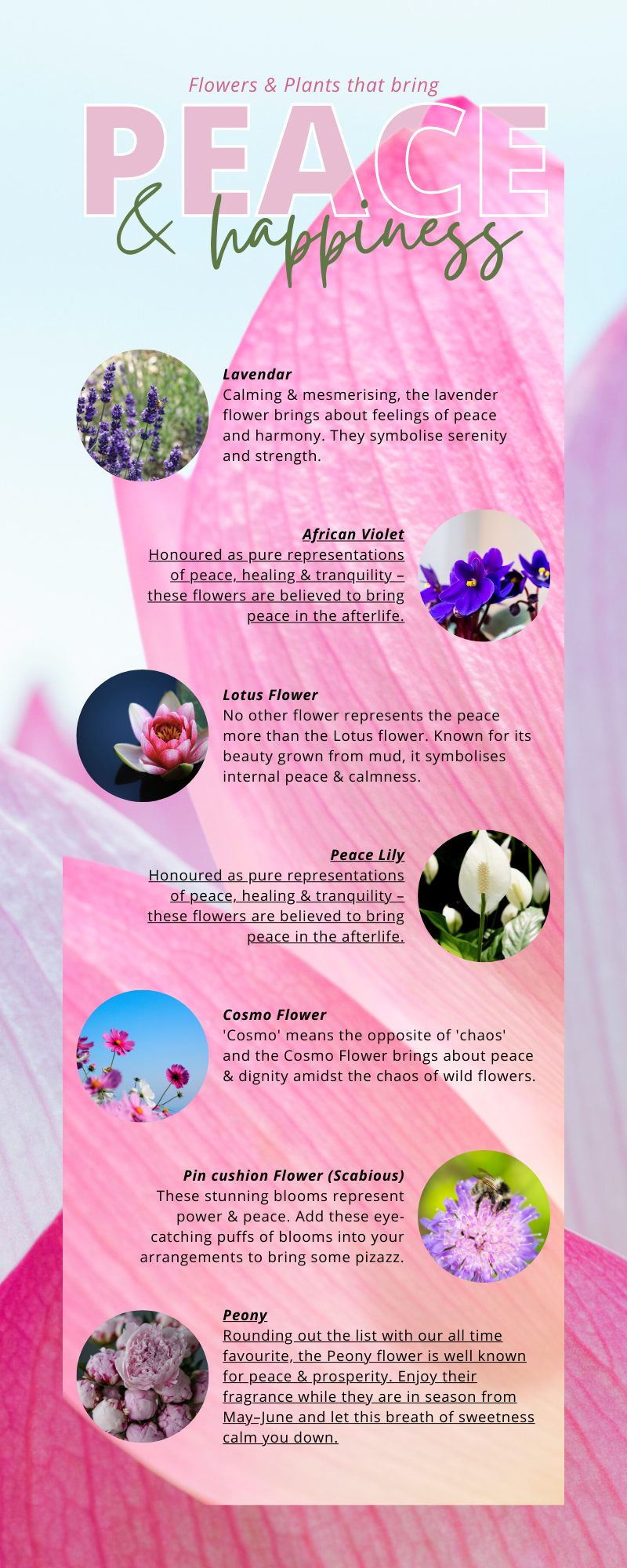 plants and flowers that bring you peace & happiness; lotus flower, peace lily, lavendar, african violets, cosmo flower, pin cushion flower, scabious, peony