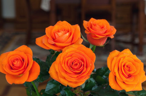 orange rose