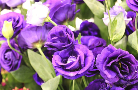 purple rose