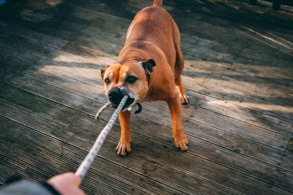 An angry brown dog bitting a rope