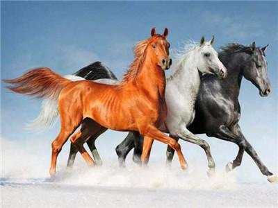 brown running horses