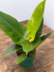 philodendron