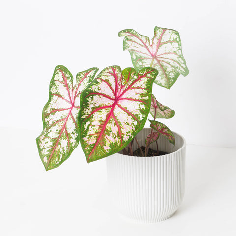 Caladium 'Tapestry' - House of Kojo