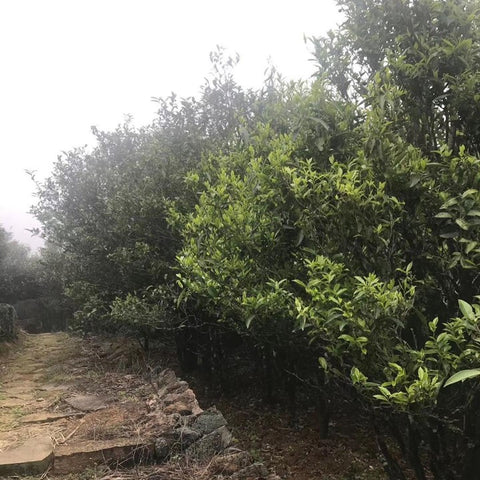 Ancient tea tree in Guangdong, China