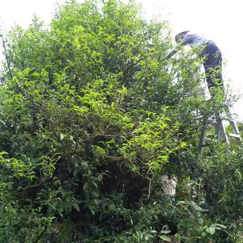 harvesting leaves from an ancient tea tree