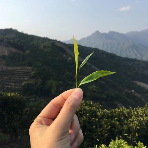 Tea leaf picking grade