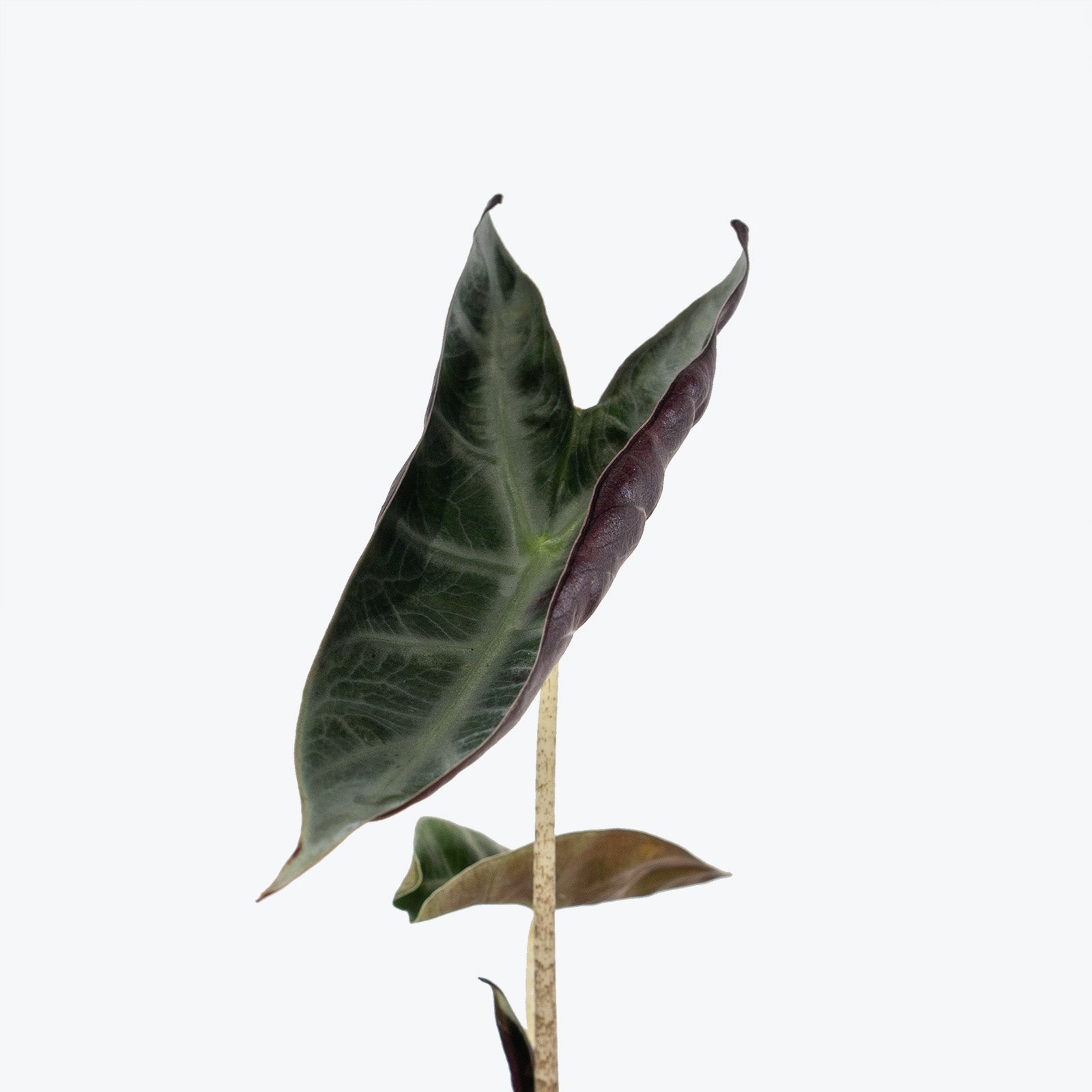Alocasia Leaf (Black Patina) – Earthmade Goods