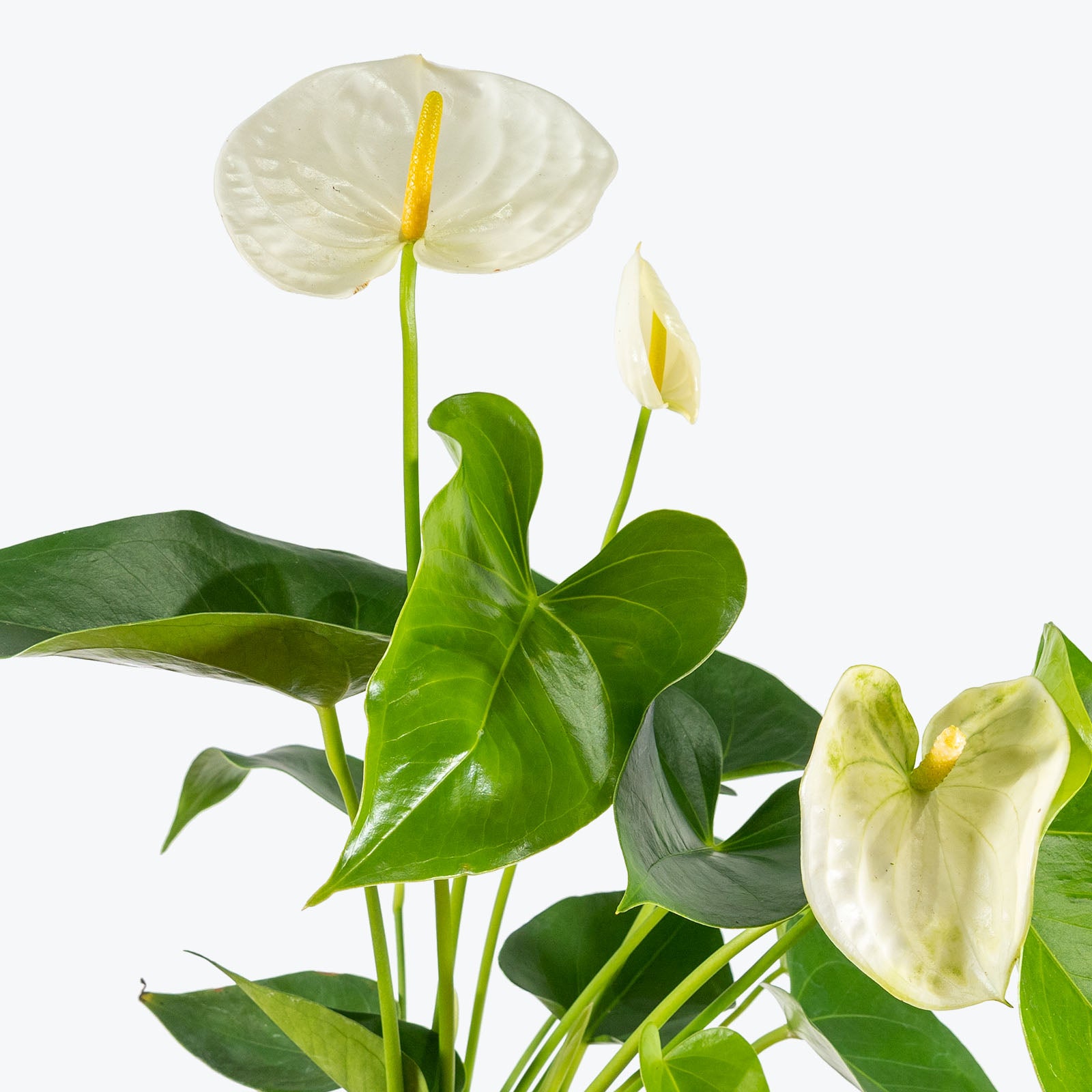Hedera Helix 'White Wonder' - Ivy White Wonder - House Plants
